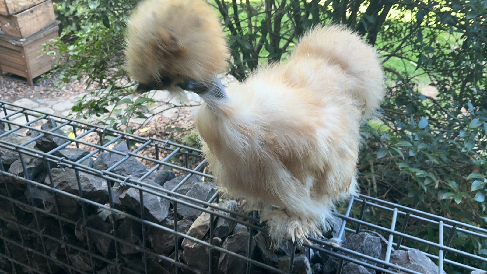 Usa zijdehoen hennen, Dieren en Toebehoren, Kip