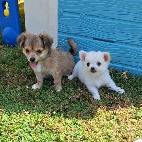 Chihuahua pups, Dieren en Toebehoren, Honden | Chihuahua's en Gezelschapshonden, Parvo, België, 8 tot 15 weken, Meerdere