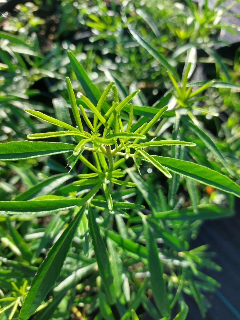 Choisya ternata Perle Aztec  ou losange aztèque, Autres espèces, Été, Enlèvement, Plante fixe