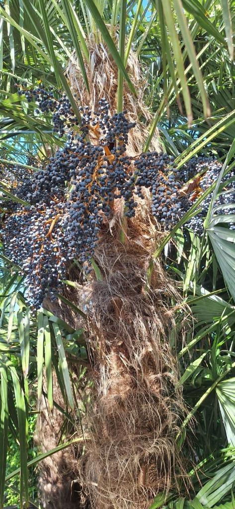 Zaad palmboom trachycarpus fortunei, Tuin en Terras, Ophalen, Zaad