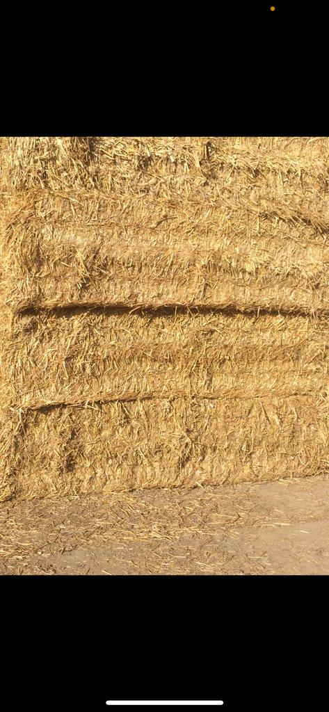 Paille, Articles professionnels, Agriculture | Aliments pour bétail, Enlèvement ou Envoi