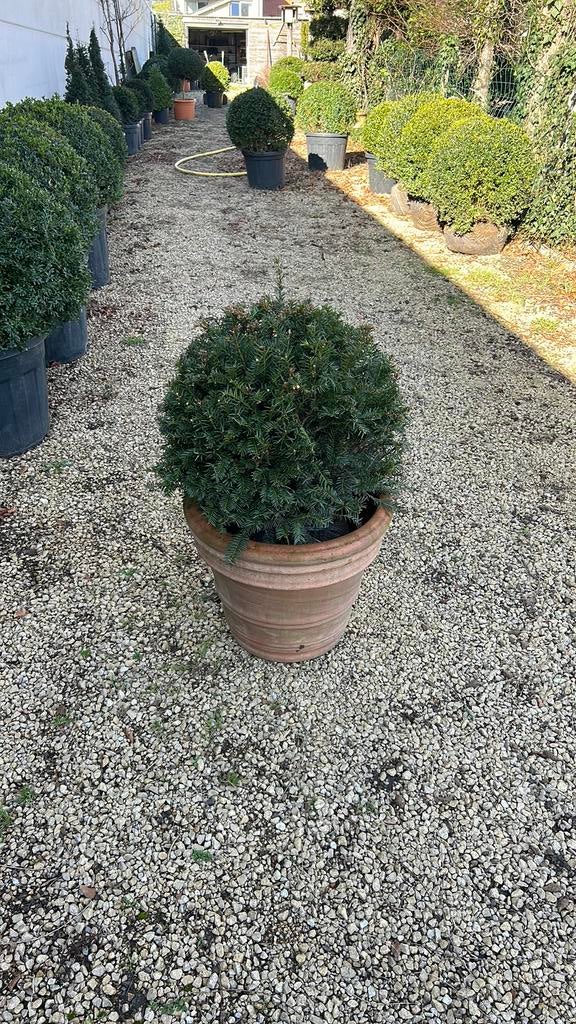 Taxus, Ophalen