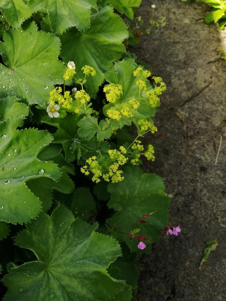 Alchemilles, jeunes plantes, vivaces., Jardin & Terrasse, Enlèvement ou Envoi