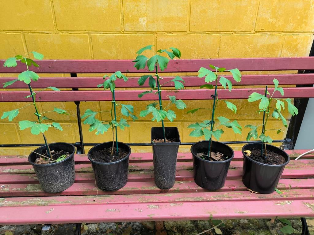 Ginkgo biloba, Tuin en Terras, Ophalen
