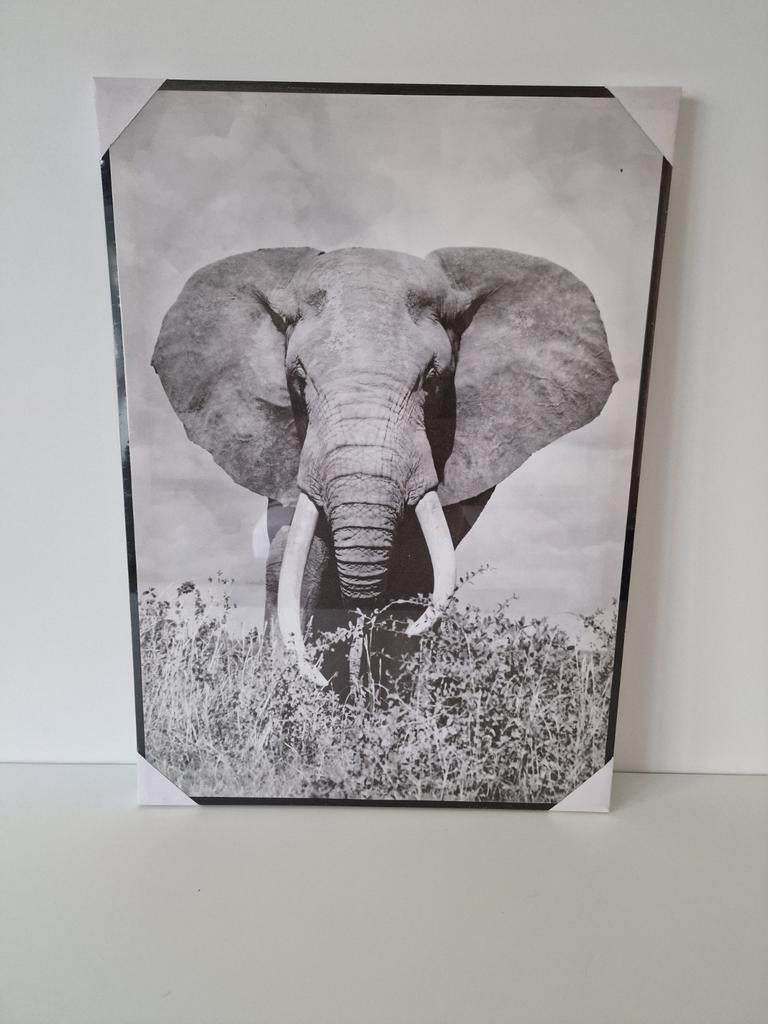 Canvas Olifant, Ophalen, Nieuw