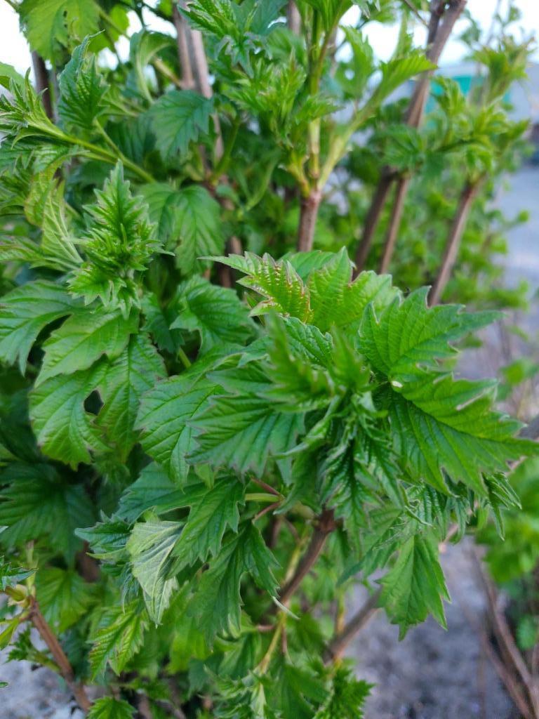 Bosgoed (hazelaar, Gelderse roos, els, kornoelje), Ophalen, Overige soorten, Struik, Minder dan 100 cm