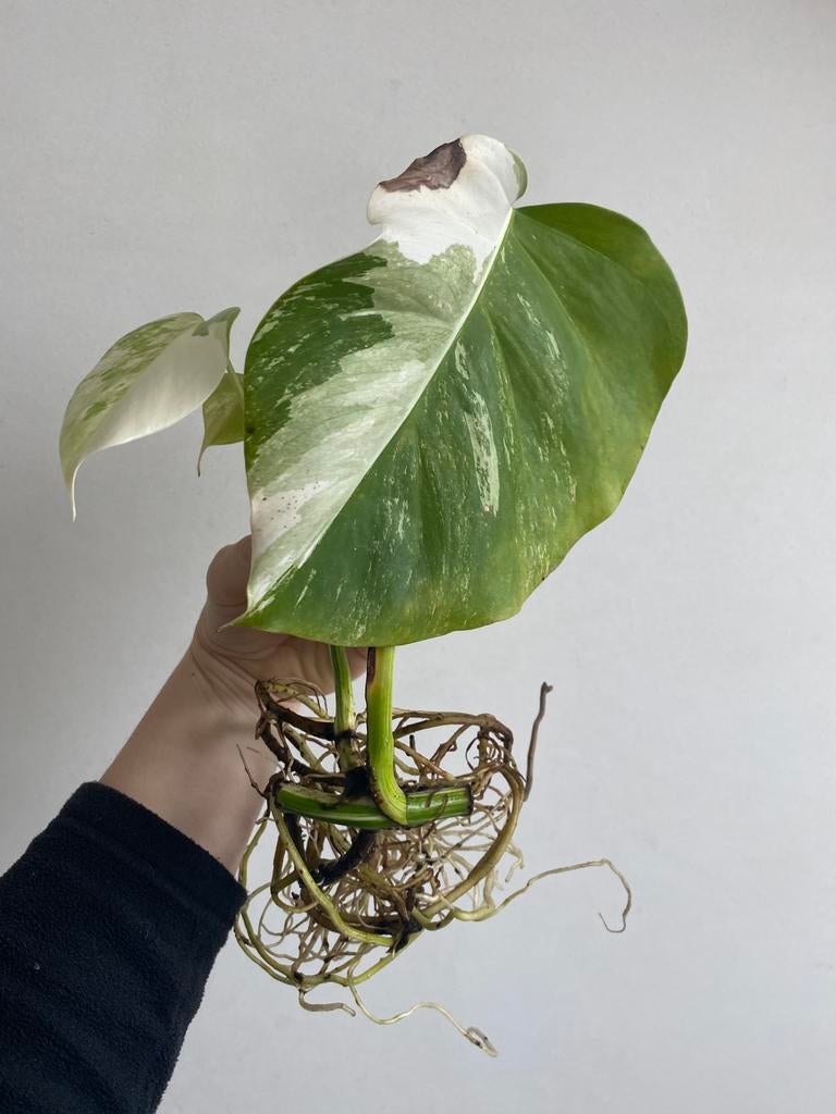 Monstera albo deliciosa #6, Huis en Inrichting, Kamerplanten, Ophalen of Verzenden
