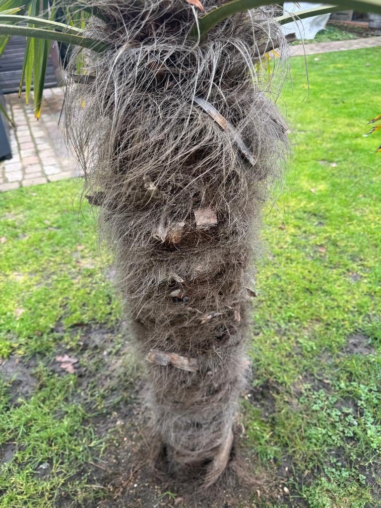 Trachycarpus Fortunei Palmboom, Ophalen, Volle zon, Palmboom, 100 tot 250 cm