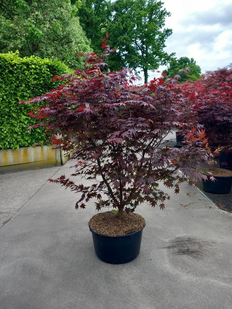 Meerstammige bomen in container, Enlèvement, En pot, Autres espèces, 100 à 250 cm