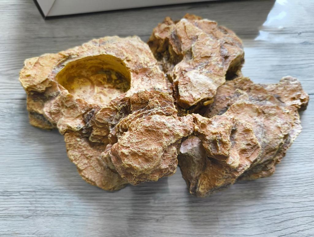 Voederplateau voor reptielen NIEUW, Ophalen, Nieuw