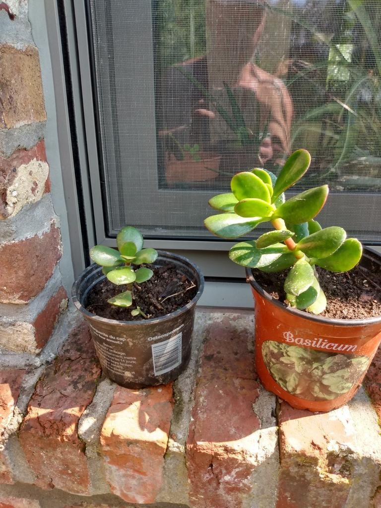 Succulente Crassula ovato, Enlèvement