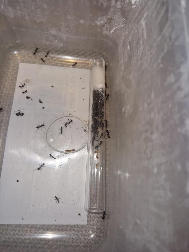 Camponotus barbaricus 1q 100-130w | fourmis, Fourmis