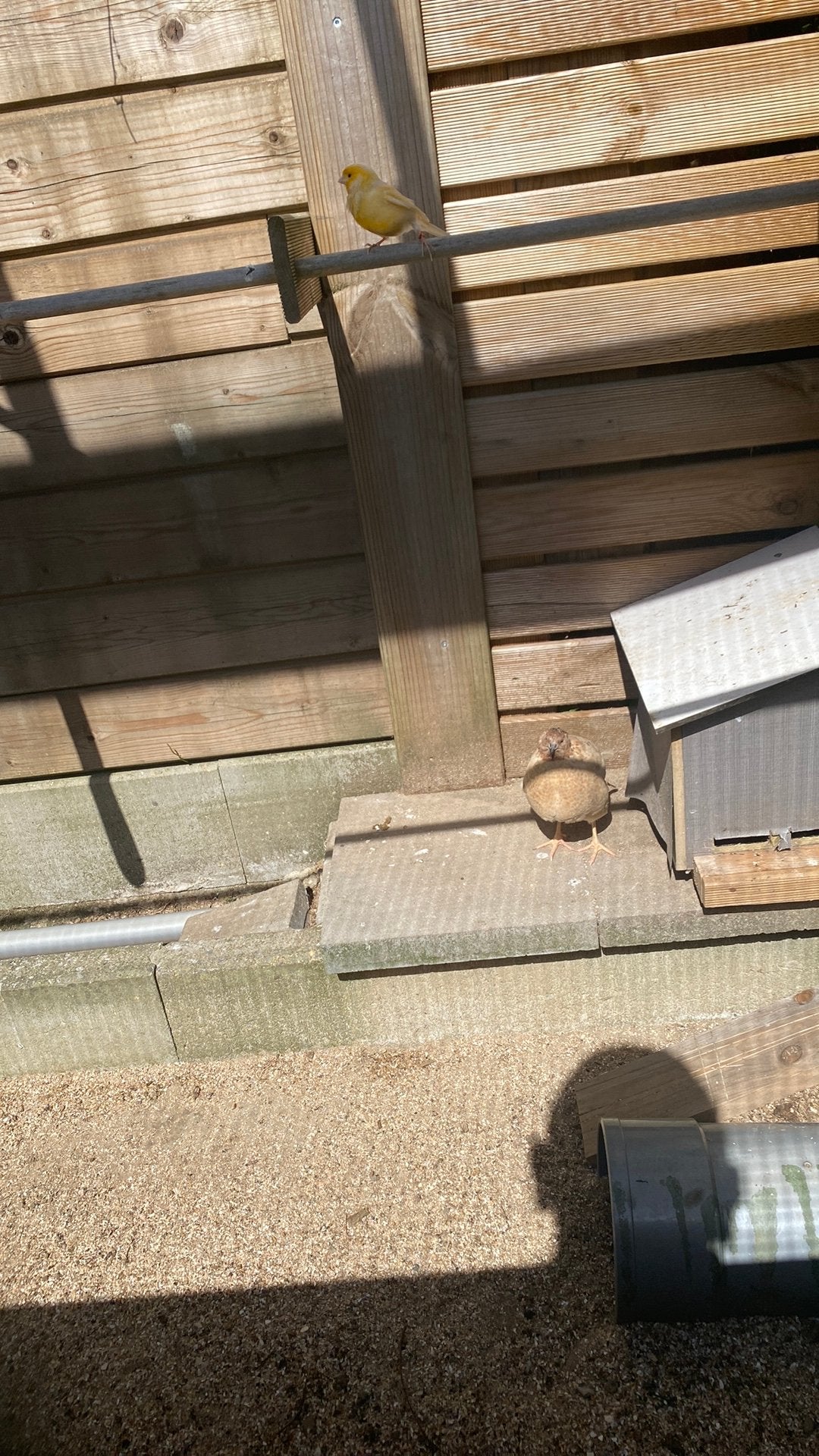 2 Japanse kwartels (grote), Dieren en Toebehoren, Maart, Vrouwelijk