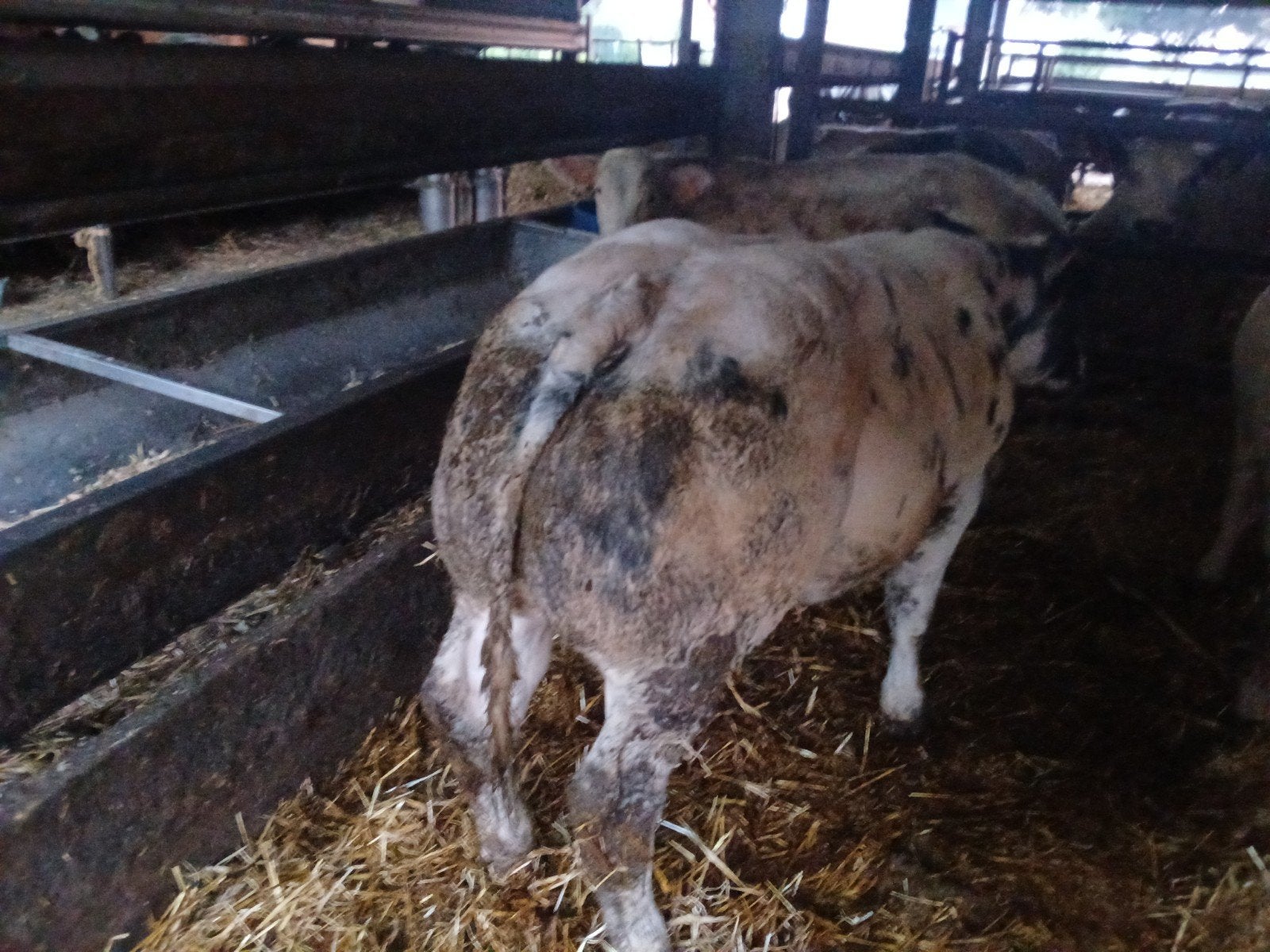 bwb stieren, Dieren en Toebehoren, Runderen
