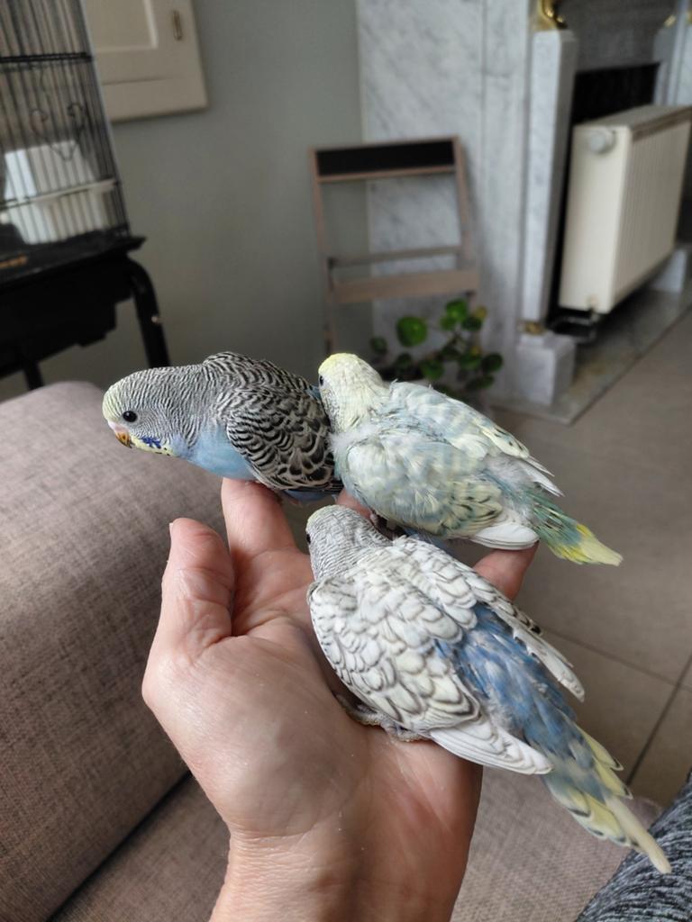 Tamme jonge grasparkietjes, Dieren en Toebehoren, Vogels | Parkieten en Papegaaien