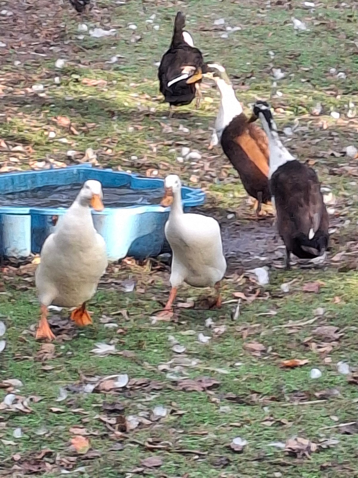 Loopeenden, Dieren en Toebehoren, Mannelijk, Eend