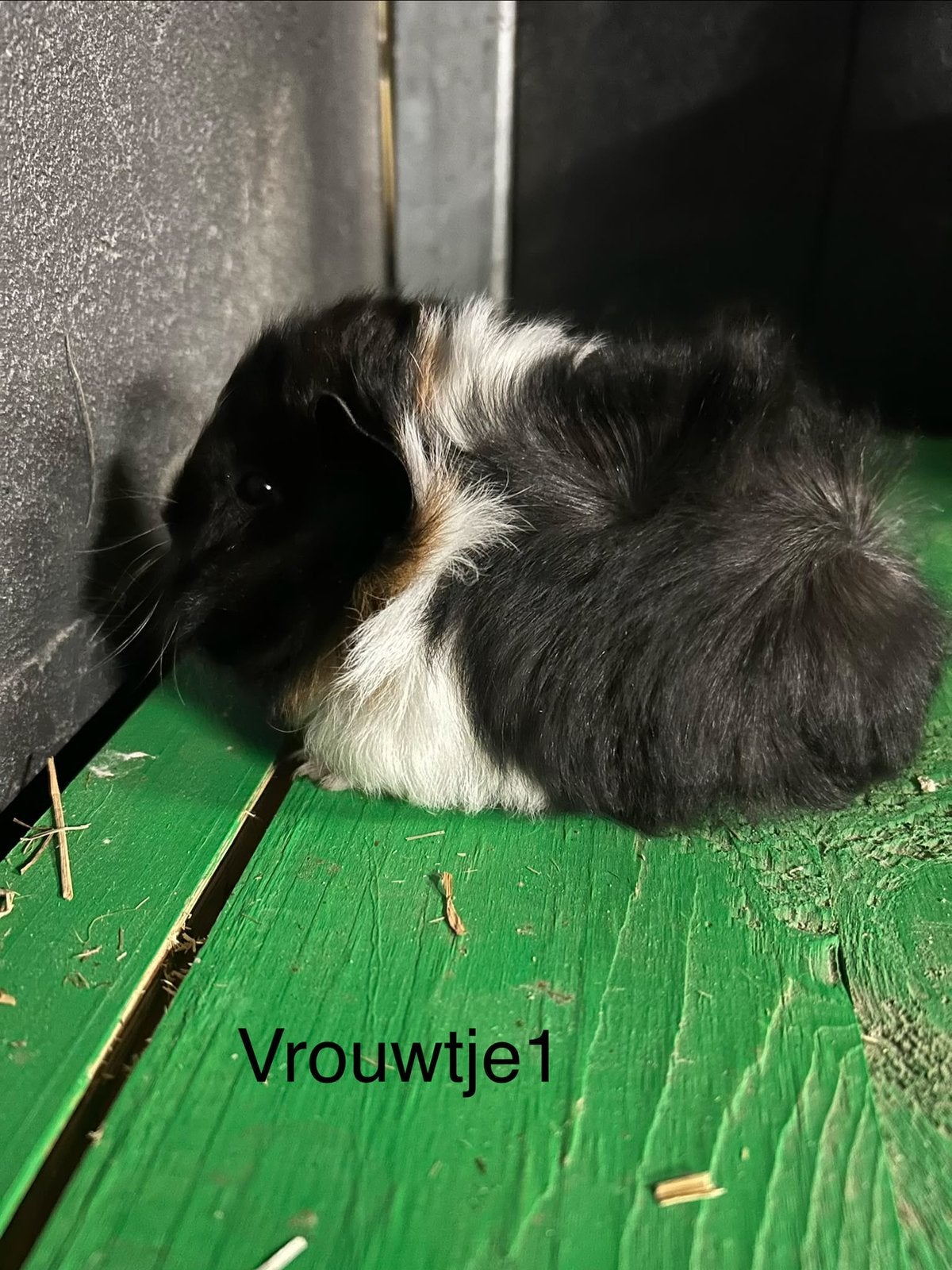 Mooie tricolor borstelcavia’s, Dieren en Toebehoren, Cavia, Meerdere dieren, Tam, Oktober