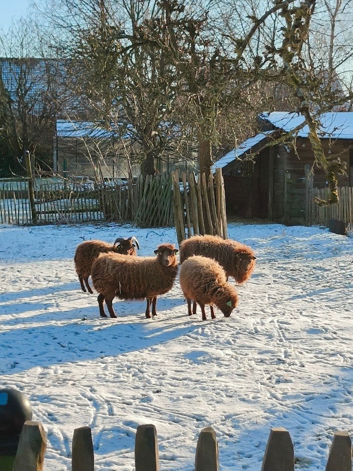 Ouessant ooitjes, Dieren en Toebehoren, Vrouwelijk, Schaap