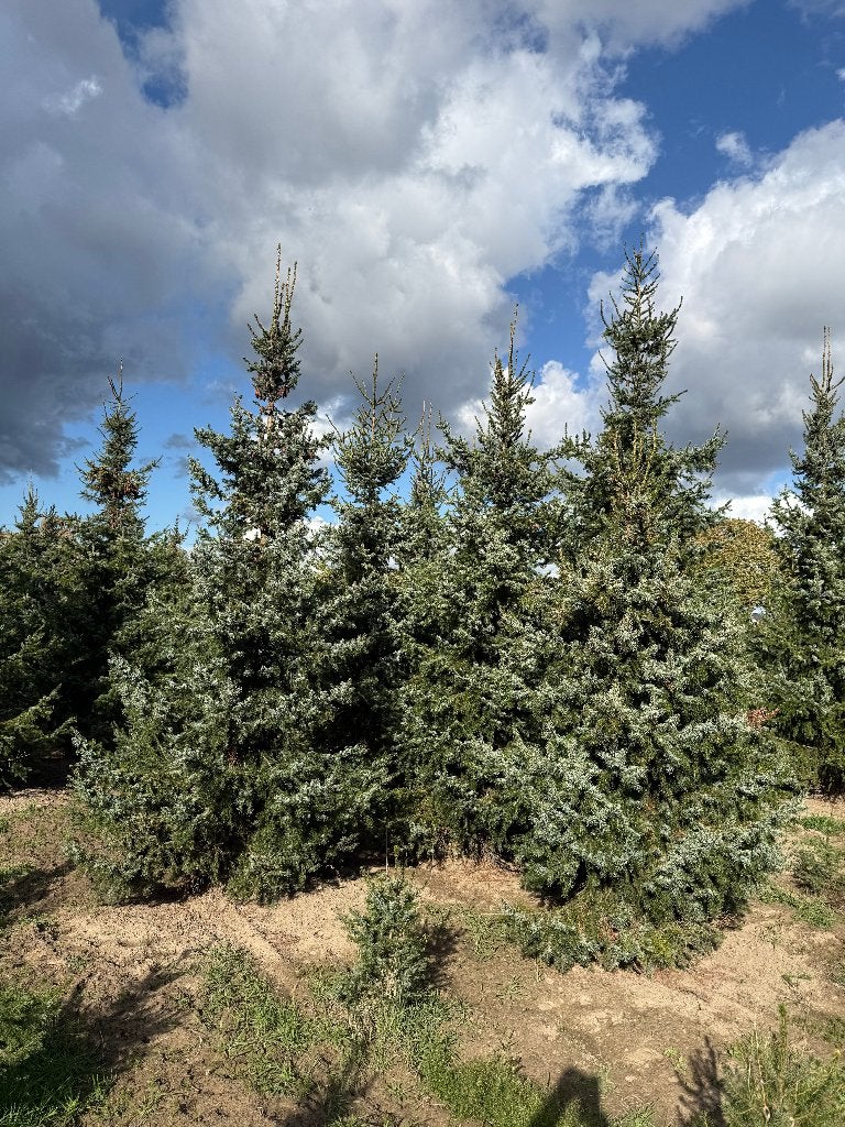 Superbes grands sapins de Noël à vendre à Londerzeel, Enlèvement, Autres espèces, 250 à 400 cm
