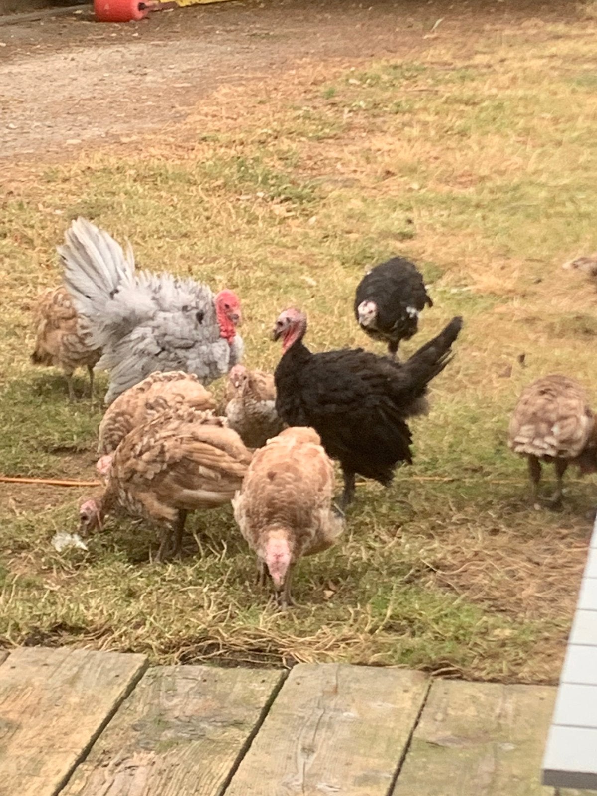 Koppel zwarte kalkoenen, Dieren en Toebehoren