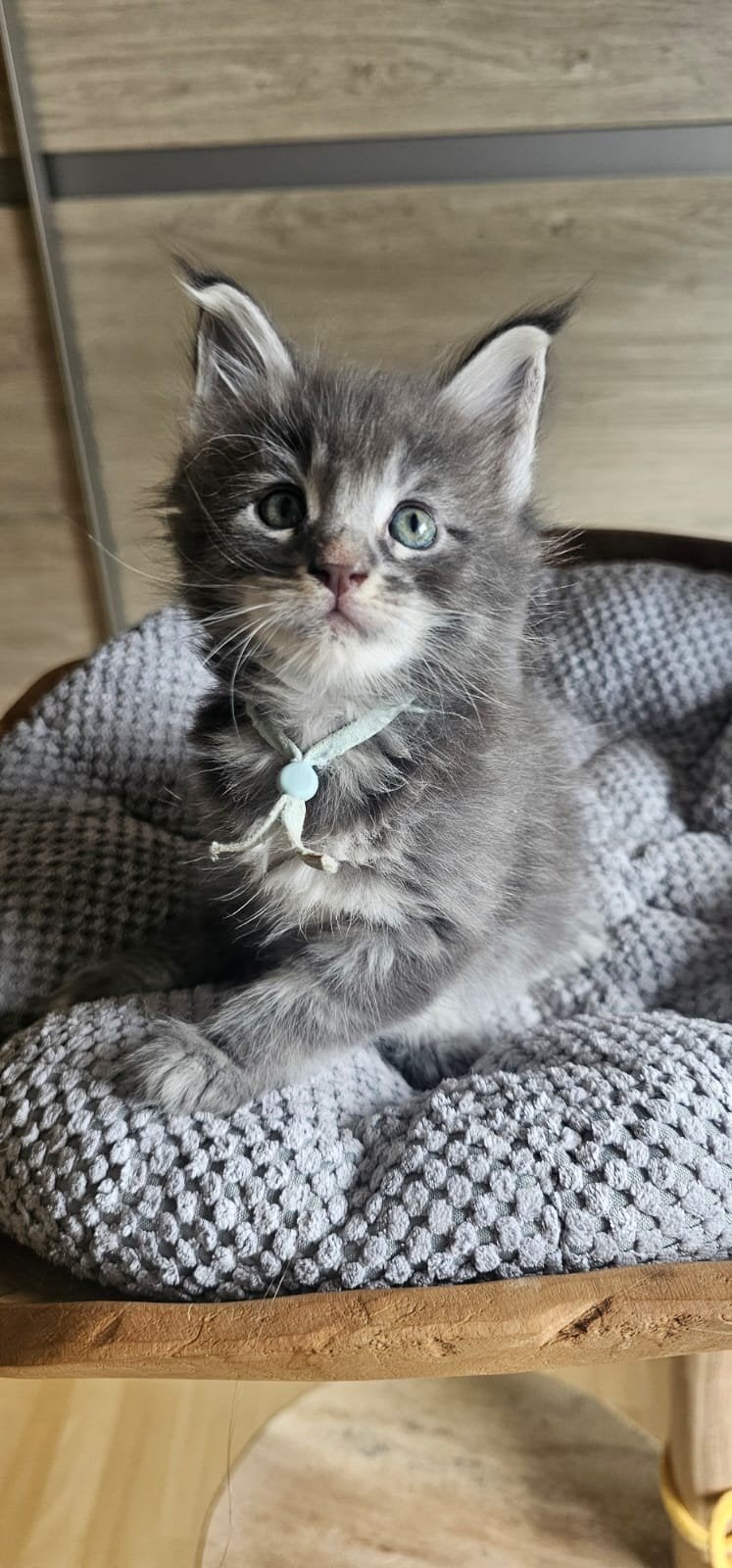 Maine contact xxl kittens met stamboom Russisch , Oost Eu ln, Plusieurs animaux, Avec pedigree, 0 à 2 ans