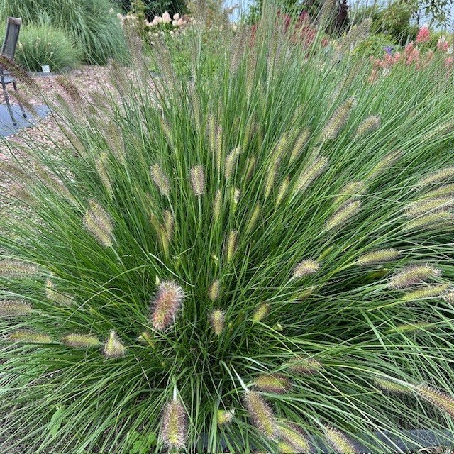Lampenpoetsersgras Pennisetum Hameln, Tuin en Terras, Ophalen of Verzenden, Vaste plant