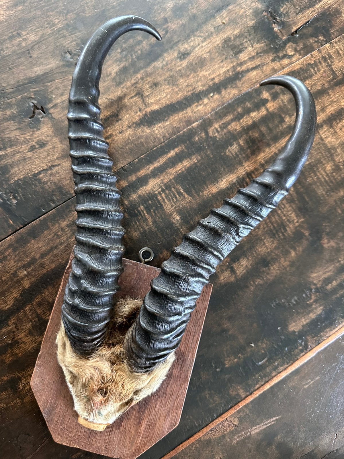 Springbok horens Jachttrofee 1930 privé collectie Bakwanga, Antiek en Kunst, Afrika, Ophalen of Verzenden, Beeld