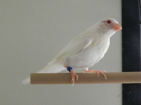 Mexicaanse Roodmussen, Dieren en Toebehoren