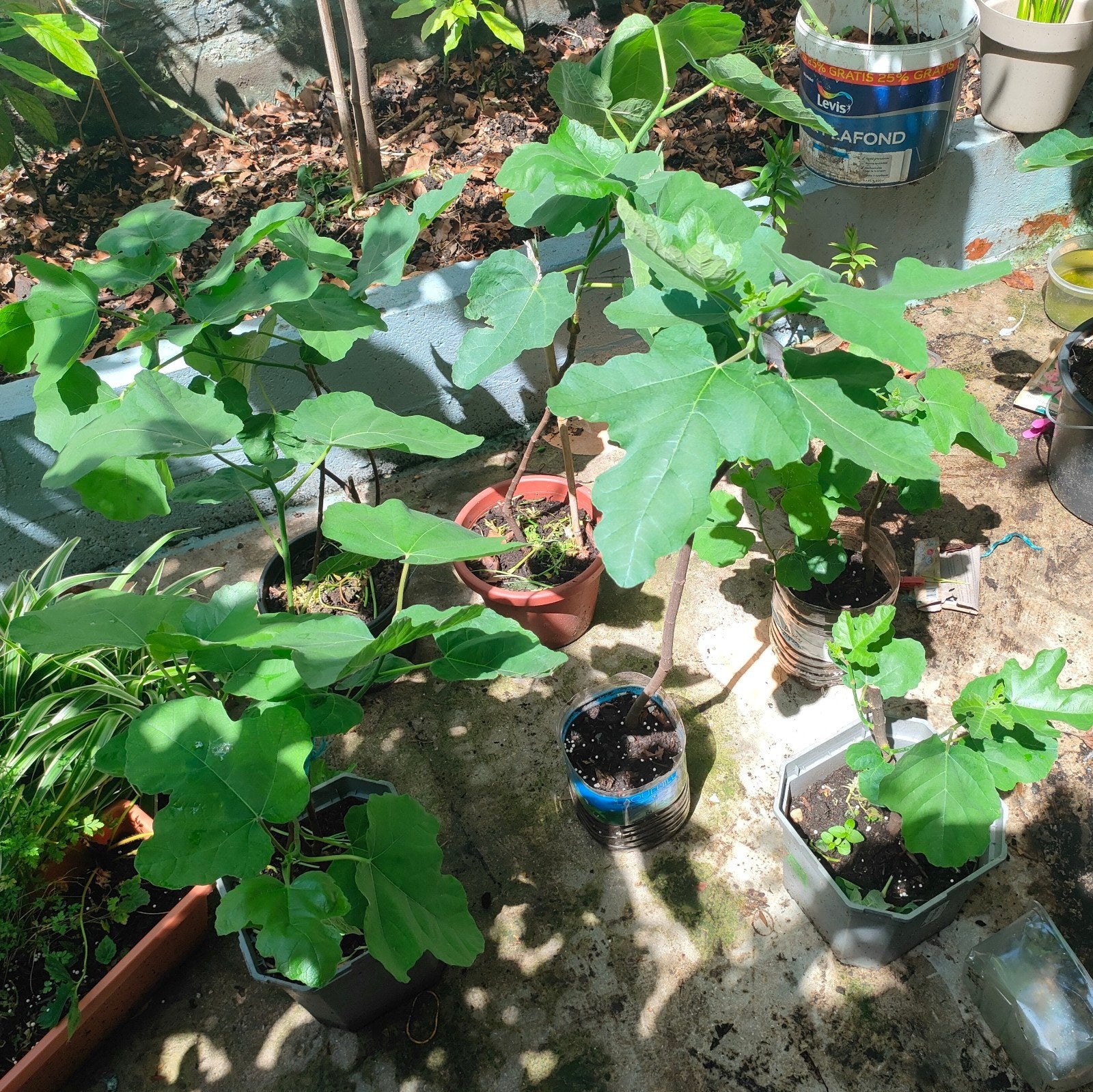 Figuier plante