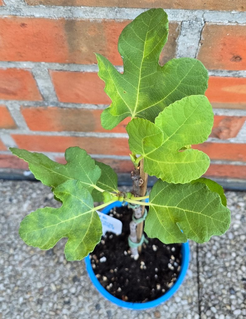Vijgenboom 'BROWN TURKEY' vijgen boom Ficus Carica 1vB, Tuin en Terras, Ophalen, Vijgenboom