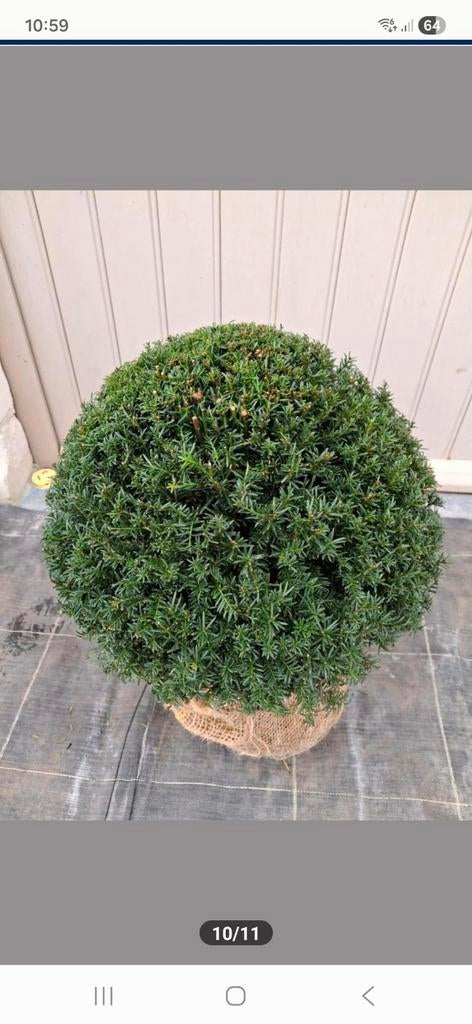 Taxus verschillende maten en prijzen, Ophalen, Taxus, Struik, 250 cm of meer