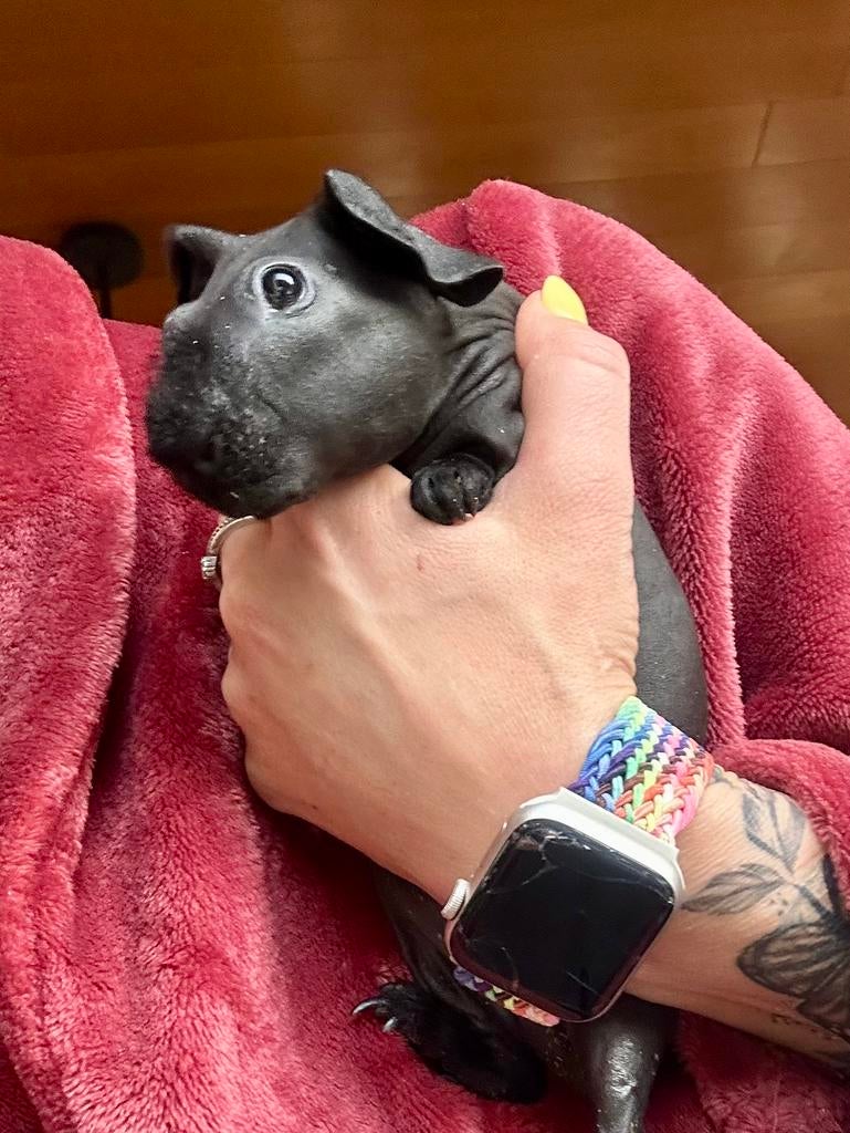 Skinny cavia beertje, Cavia, Mannelijk, Januari, Tam