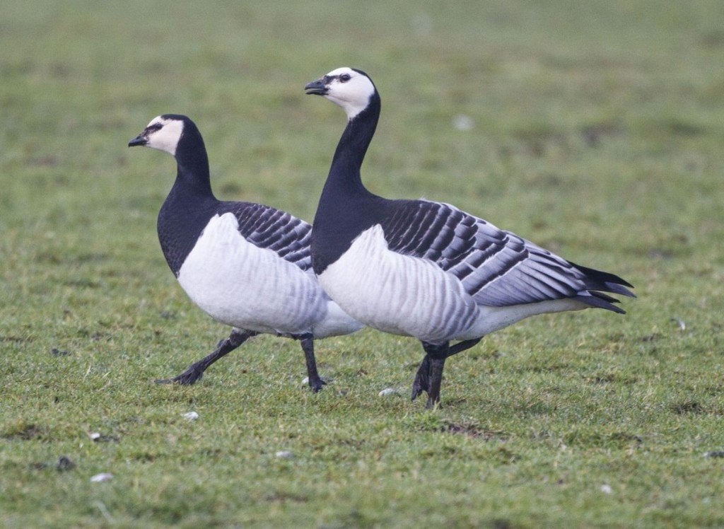 pluimvee, April, Meerdere dieren