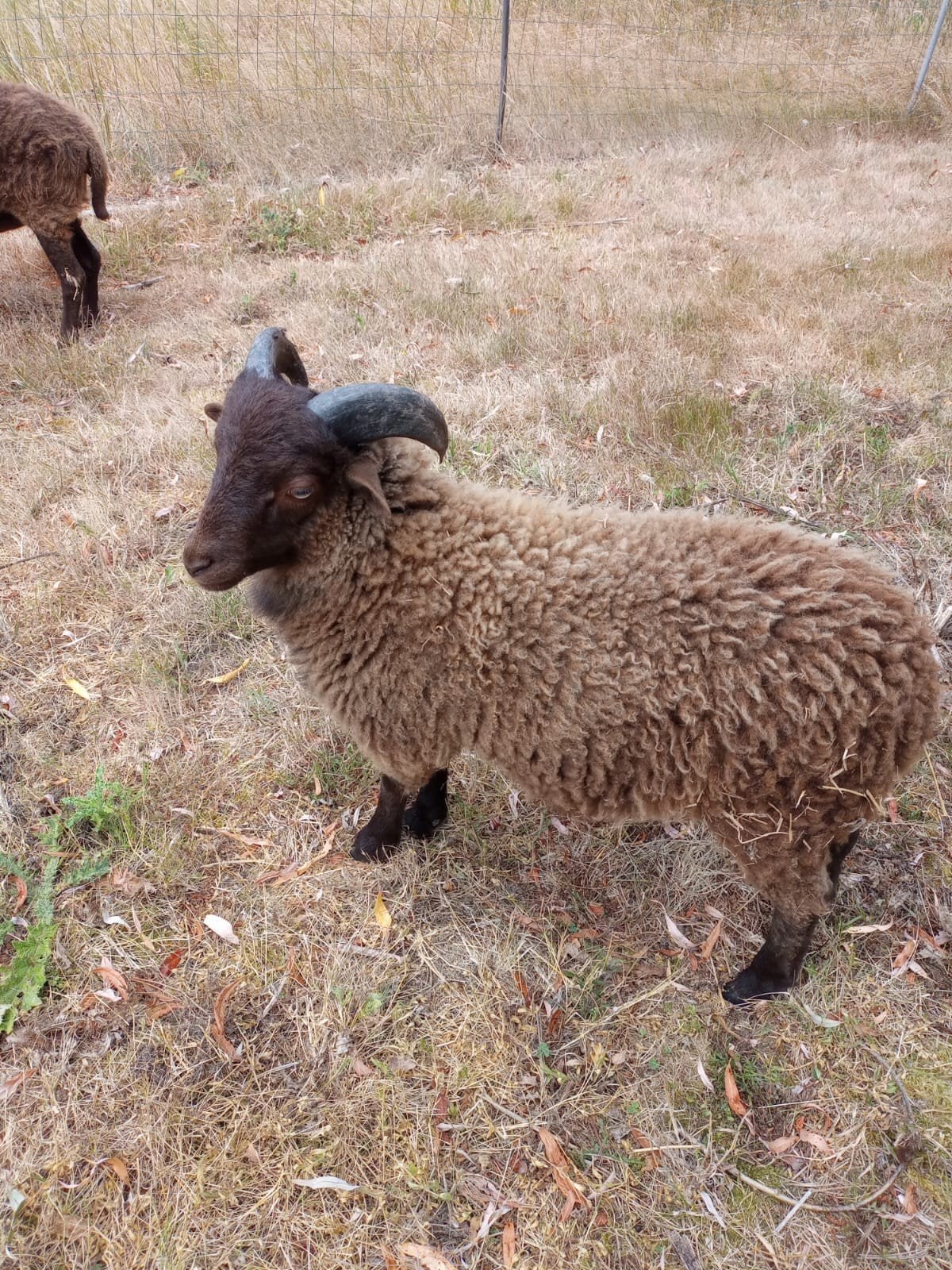 Ouessant ooi + ram, Dieren en Toebehoren, Meerdere dieren, Schaap, 0 tot 2 jaar
