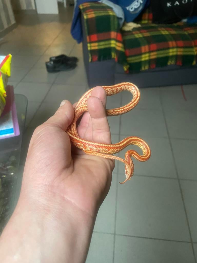 Reptielen en amfibieen, Dieren en Toebehoren, Reptielen en Amfibieën, Overige soorten