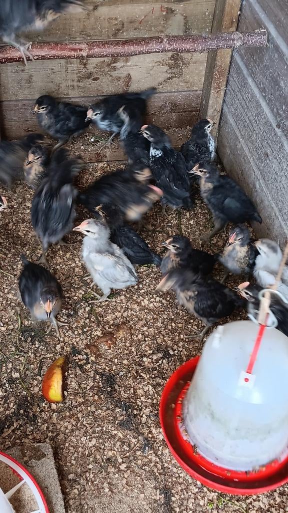 Jonge haantjes Brabanconne, Dieren en Toebehoren