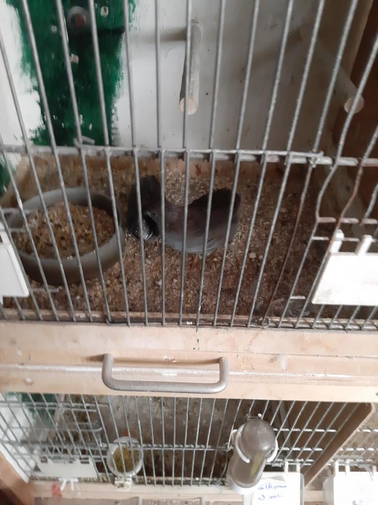Tekoop een kopeltje wild kleur chinese dwergkwartels, Dieren en Toebehoren, Ophalen