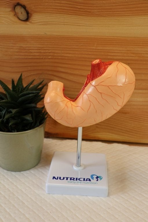 Anatomisch model maag, Ophalen of Verzenden, Gebruikt