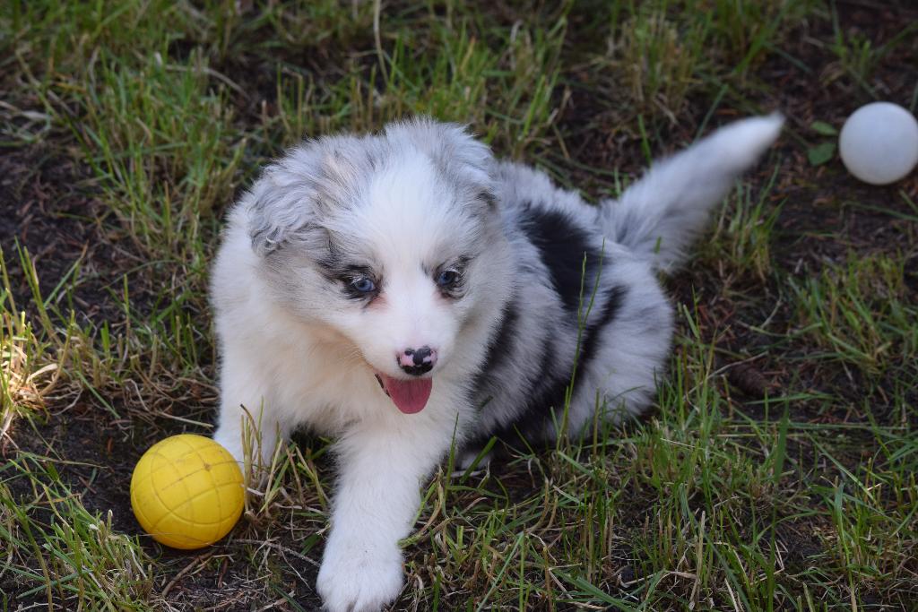Border collie pups, verschillende kleuren, Colley, Plusieurs, Hépatite contagieuse (maladie de Rubarth), Belgique