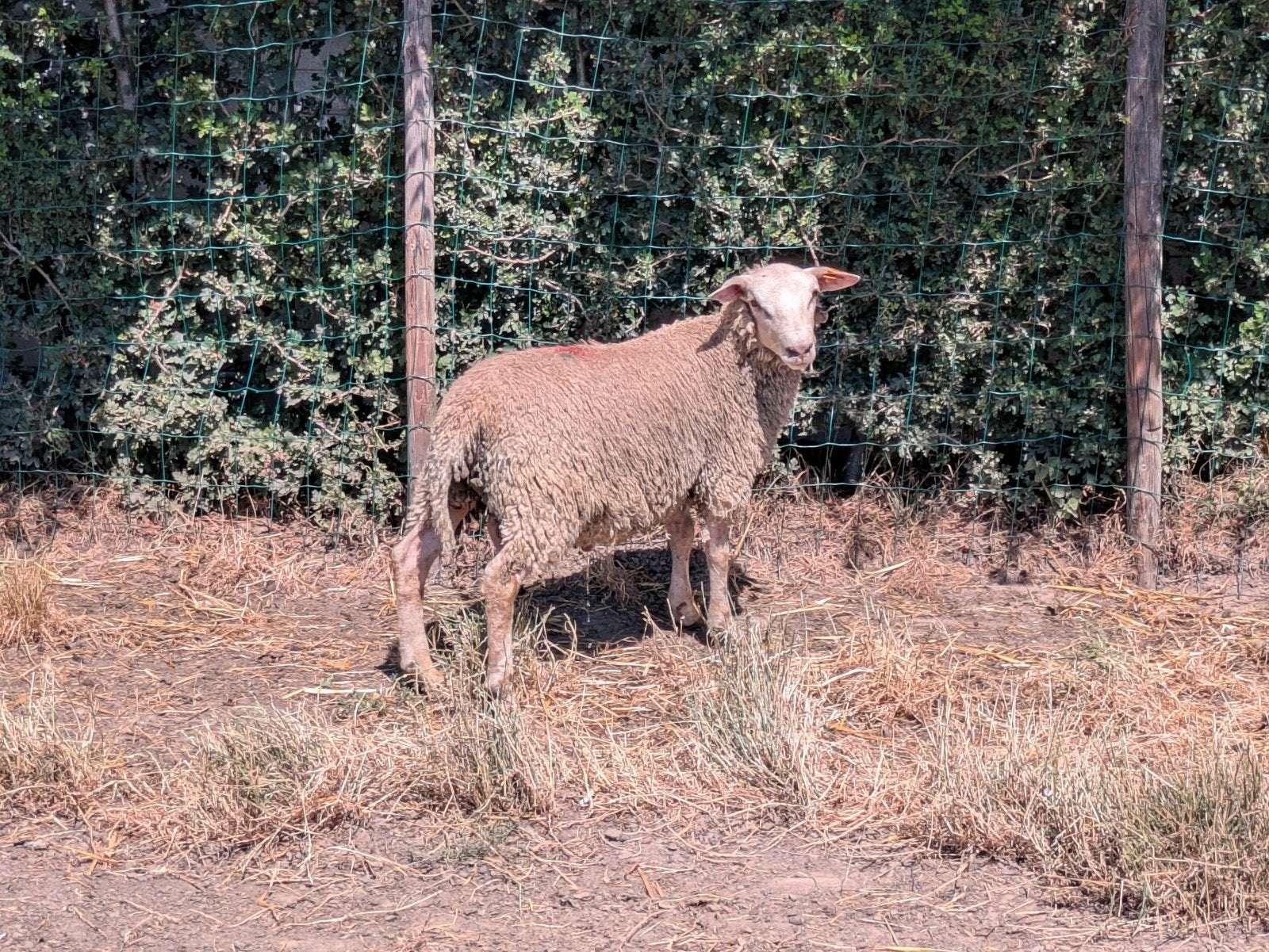 Schapen lammeren, Animaux & Accessoires, Moutons, Chèvres & Cochons