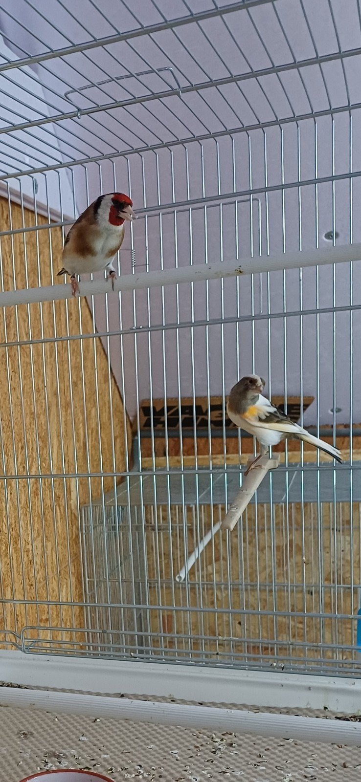 Koppeltje putter x harlekijn, Dieren en Toebehoren, Vogels | Overige Vogels
