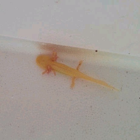 jonge axolotls, golden en wildkleur