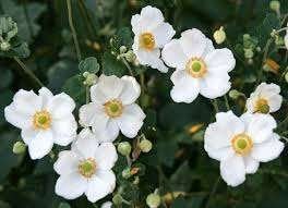 Anemone Honorine Jobert, Enlèvement, Mi-ombre