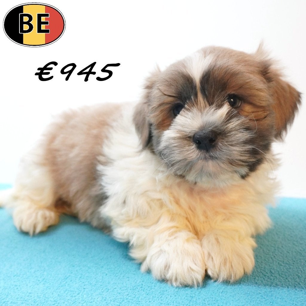 Shih Tzu X Lhasa Apso -Belgische pups te koop, Dieren en Toebehoren, Parvo, België, 8 tot 15 weken, Meerdere