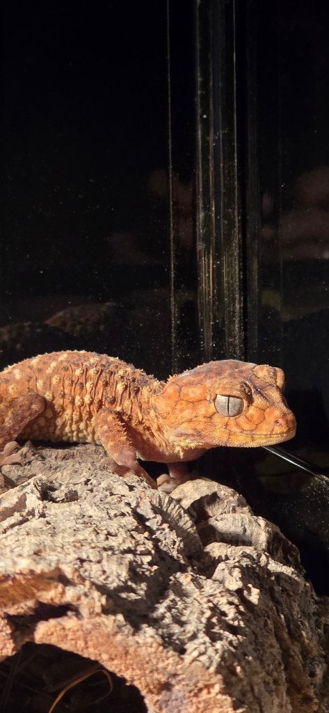 Nephrurus amyae reproducteur, Hagedis, 3 tot 6 jaar