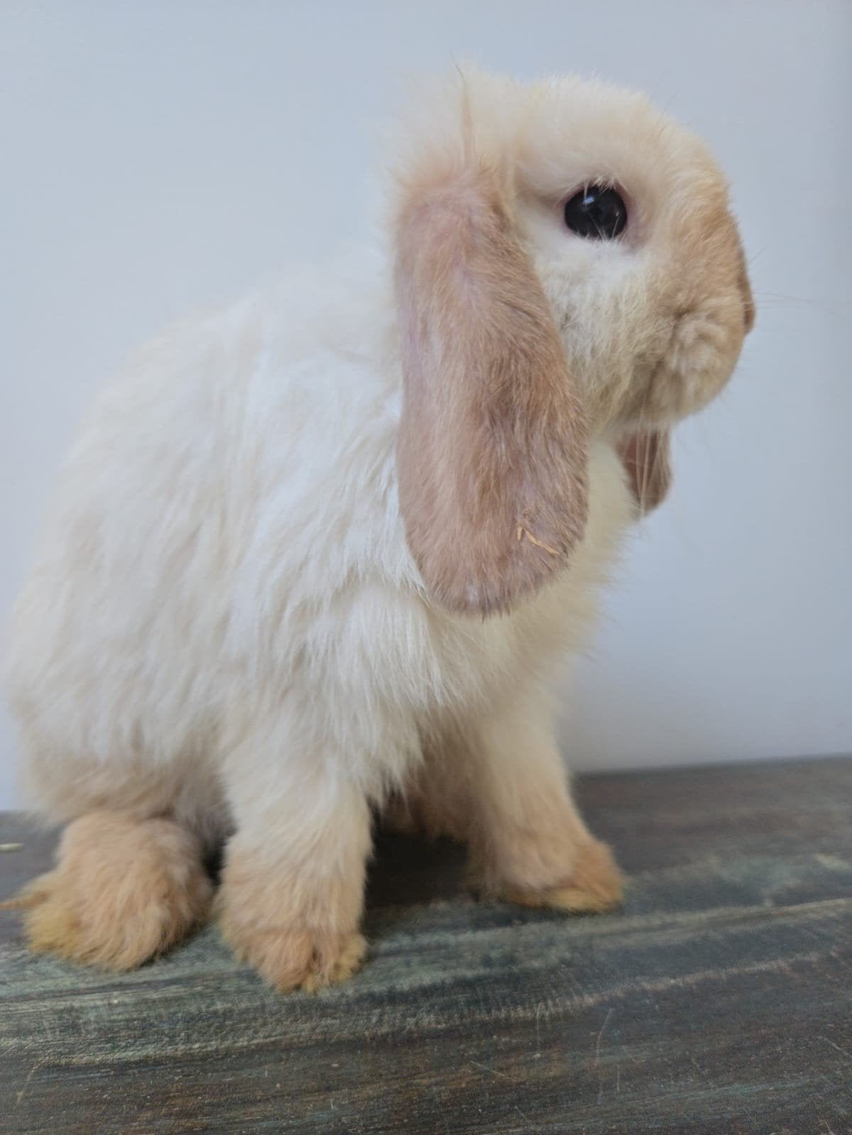 Minilop ram choco point, Animaux & Accessoires, Lapins, Nain, Mâle, 0 à 2 ans, Oreilles tombantes