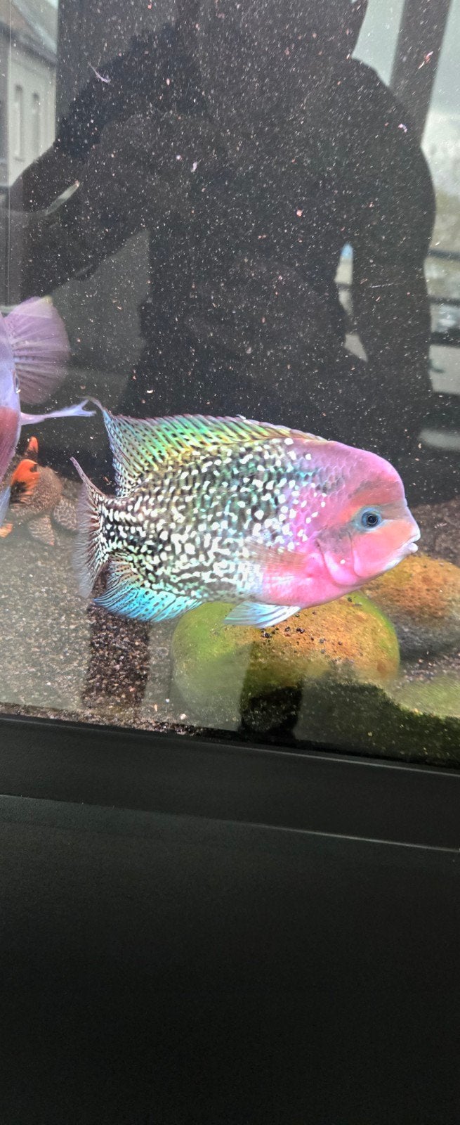 vieja Paraneetroplus synspilus kopel, man +- 20cm vrouw+-15c, Dieren en Toebehoren, Vissen | Aquariumvissen