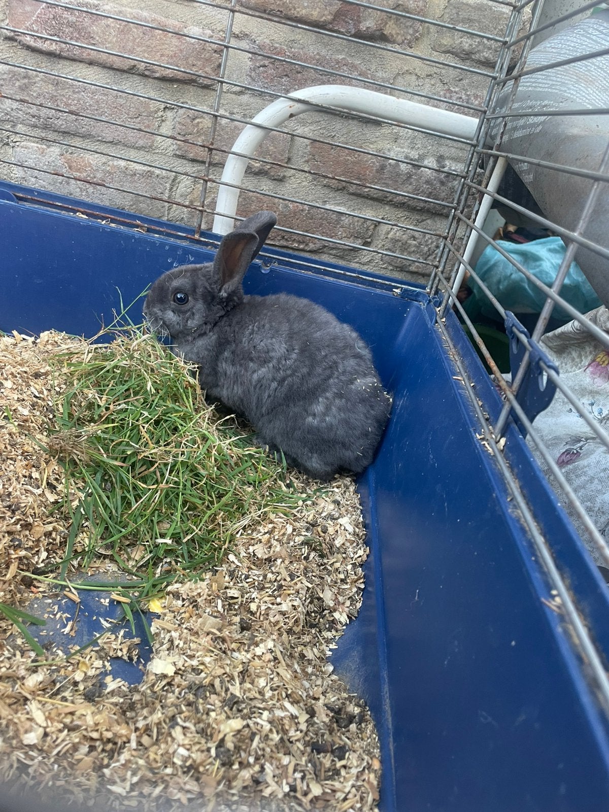 Konijn te koop, Animaux & Accessoires, Lapins, Sexe inconnu