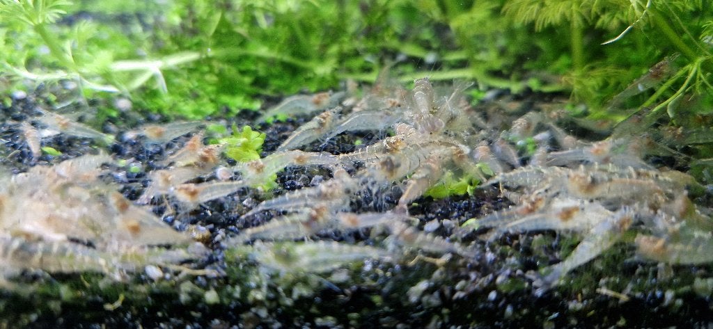 Garnalen - Caridina sp. mini japonica, Dieren en Toebehoren, Vissen | Aquariumvissen, Zoetwatervis, Kreeft, Krab of Garnaal, Schoolvis