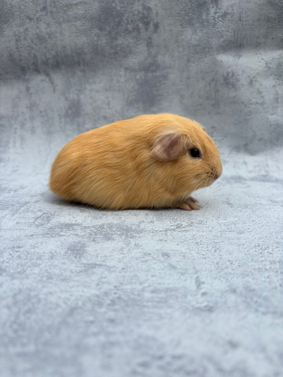 Cavia crème vrouwtje, Dieren en Toebehoren, Knaagdieren, Juli, Vrouwelijk, Cavia